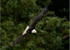 White tailed sea eagle.jpg